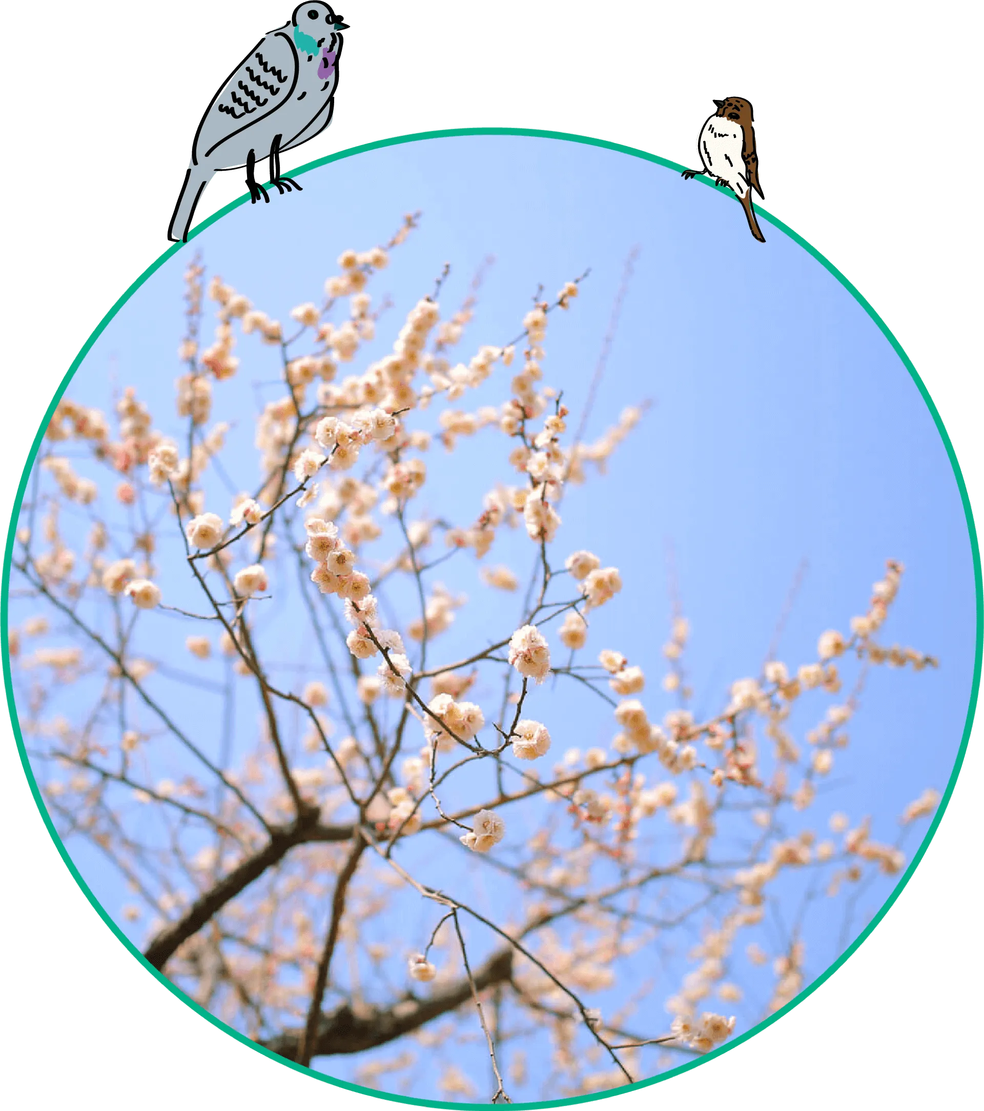 白梅桜のイメージ